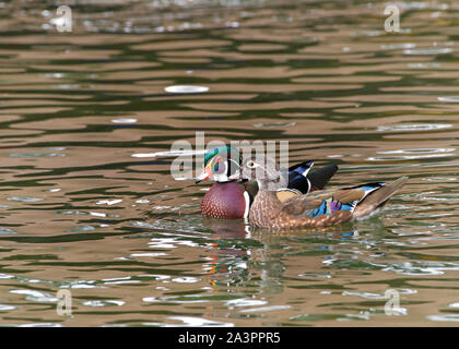 Male and female wood ducks, swimming in a pond with light reflecting. The wood duck or Carolina duck is a species of perching duck and is one of the m Stock Photo