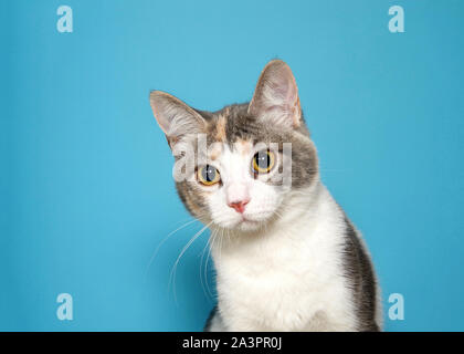 Portrait of an adorable calico kitten looking slightly to viewers left with curious expression and large eyes. Blue background with copy space. Stock Photo