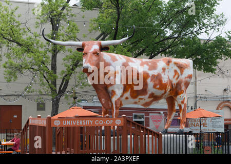 University of Texas Longhorn mascot Bevo makes an appearance at Kyle ...