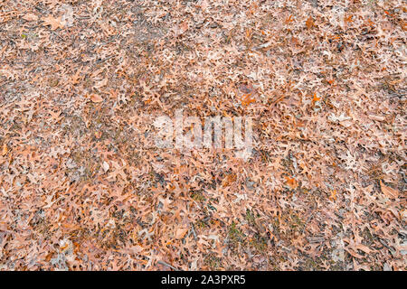 Background Orange Fall autumn and winter leaves on the ground of Central Park, New York, USA, in December. Stock Photo