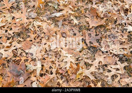 Background Orange Fall autumn and winter leaves on the ground of Central Park, New York, USA, in December. Stock Photo