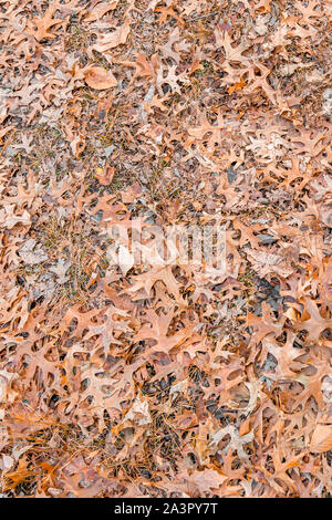 Background Orange Fall autumn and winter leaves on the ground of Central Park, New York, USA, in December. Stock Photo