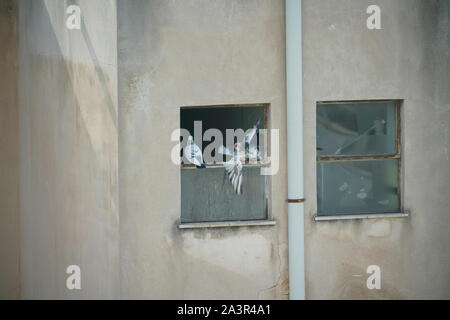 Old building wall with broken windows and downpipe and pigeons squabbling for position in Athens Greece. Stock Photo