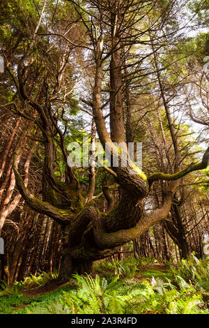 Shady Dell Redwoods, Enchanted Forest, Lost Coast, California Stock Photo