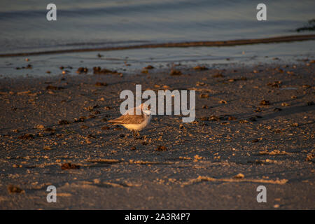 Sandplover strolling by the beach looking for something to eat Stock Photo
