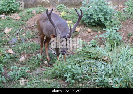 Bull elk grazing in a grassy field .Deer in the wild .Shiloh Ranch Regional California deer. The park includes oak woodlands, forests of mixed evergre Stock Photo