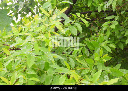 water droplets on green leaves and against the sky. Nature background Stock Photo