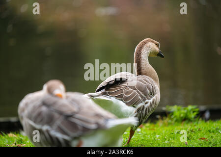 Focus  on relaxed wild birds nipping on a leg Stock Photo