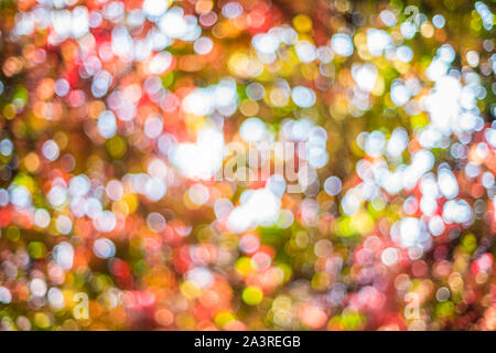 Autumn background with a beautiful multi-colored sunny bokeh. Stock Photo