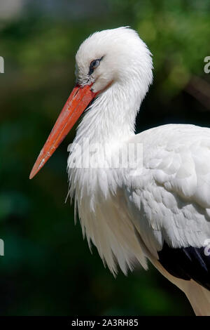 White stork - Ciconia ciconia Stock Photo