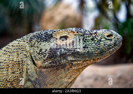 Komodo dragon - Varanus komodoensis Stock Photo