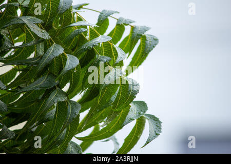 Branch of Azadirachta indica, neem tree showing leaves with water drops from rain Stock Photo