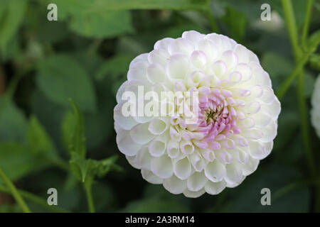 White with lilac tinge dahlia variety Josie Gott flower with a background of blurred leaves and good copy space. Stock Photo