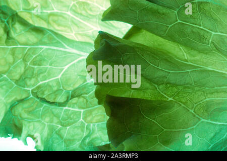 Green lettuce leaves background Stock Photo