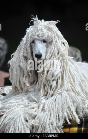 White corded standard poodle resting on the table Stock Photo