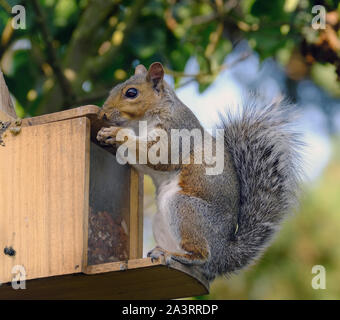 Grey Squirrel on feeding box taking peanuts in urban garden. Stock Photo