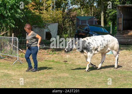 Kieldrecht, Belgium, 1 September 2019, a woman has a cow on a long rope to be admired by the jury members Stock Photo