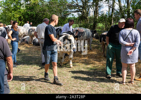 Kieldrecht, Belgium, 1 September 2019, at the cattle show man takes the cow back to the jury Stock Photo