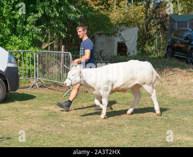 Kieldrecht, Belgium, 1 September 2019, Boy in shorts took a young white cow on the show for cattle Stock Photo