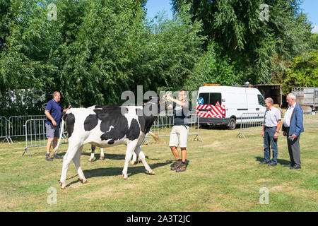 Kieldrecht, Belgium, 1 September 2019, Man has brought a large black and white cow on the cattle show Stock Photo