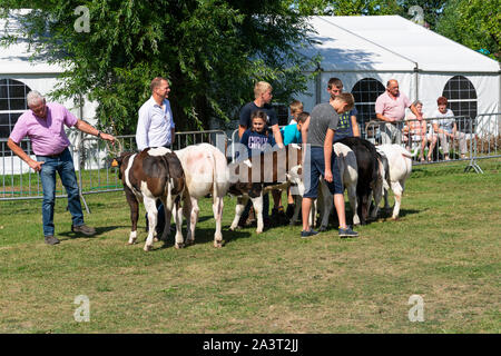 Kieldrecht, Belgium, 1 September 2019, men and children have brought their young cows at a cattle show Stock Photo