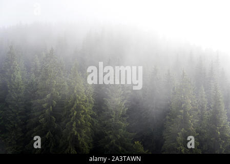 Misty fog in pine forest on mountain slopes in the Carpathian mountains. Landscape with beautiful fog in forest on hill. Stock Photo