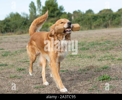 training of obedience for dog in a school dog Stock Photo