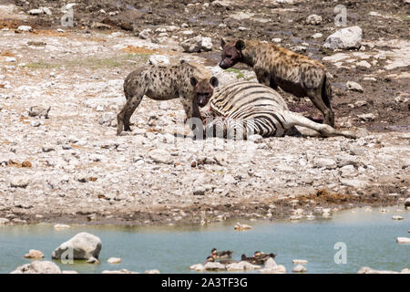 Two bloodthirsty looking hyenas at a killed zebra, Etosha, Namibia, Africa Stock Photo