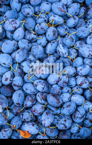 Plums in the market. Food photo of fruit plums. Textures of fresh blue plums. Image fruit product blue plum Stock Photo