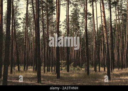 gloomy pine forest, background for the holiday Halloween Stock Photo