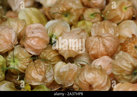 Cape gooseberry / Goldenberry (Physalis peruviana) fruit background, ripe fruit in the papery calyx Stock Photo