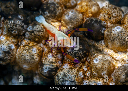 Periclimenes imperator, known as the emperor shrimp, is a organism of shrimp with a wide distribution across the Indo-Pacific