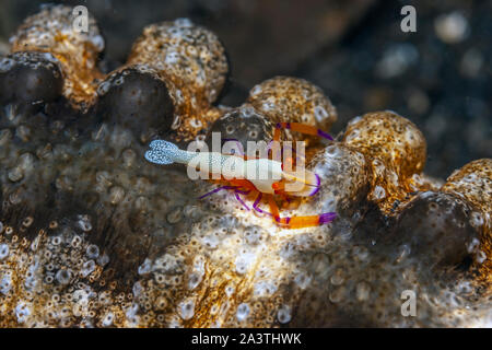 Periclimenes imperator, known as the emperor shrimp, is a organism of shrimp with a wide distribution across the Indo-Pacific