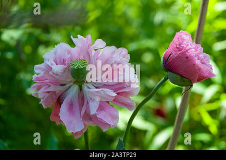 Paeony Poppy (Papaver paeoniflorum), aka Opium Poppy (Papaver somniferum), Peony Poppy. As one flower wilts and drops petals, another is just opening Stock Photo