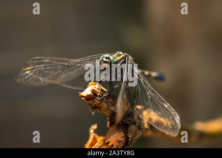 Dragonfly sitting on tree branch. Stock Photo