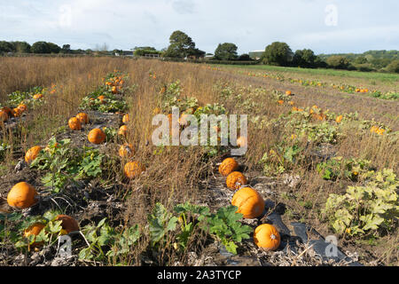 Field of pumpkins at Bordon Country Market Farm, Hampshire, UK Stock Photo