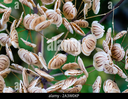 Seed capsules on umbels of hogweed Heracleum sphondylium - Derbyshire UK Stock Photo