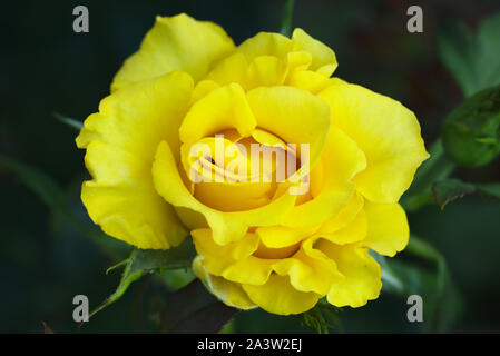 Yellow rose on black background Stock Photo