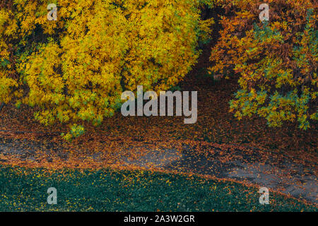 Japanese maple tree in autumn with bright yellow, red, gray and green leaves in the park Stock Photo