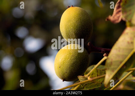 Walnuts on tree, green walnuts Stock Photo