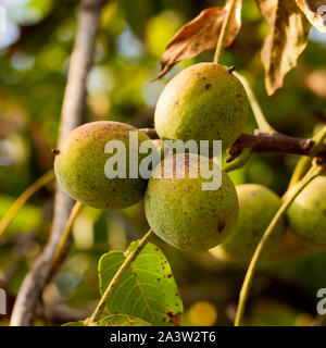 Ripe walnuts on tree, three walnuts on branch Stock Photo