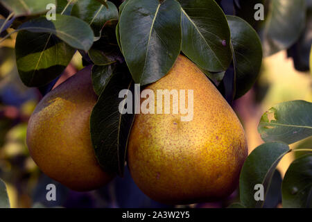 Ripe pears on a tree, yellow pears on branch, fresh fruits Stock Photo