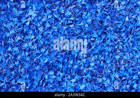 A pille of knapweed petals, alternative medicinal material, summer pattern background texture made from bluets for your design, closeup, top view, fla Stock Photo