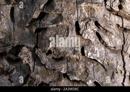 Photo of bark of a very old oak dry tree Stock Photo