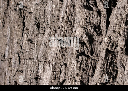 old oak tree bark texture Stock Photo