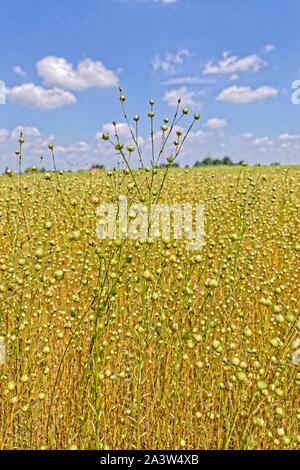 Flax crop. Stock Photo