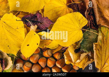 Autumn leaves and hazelnuts background Stock Photo