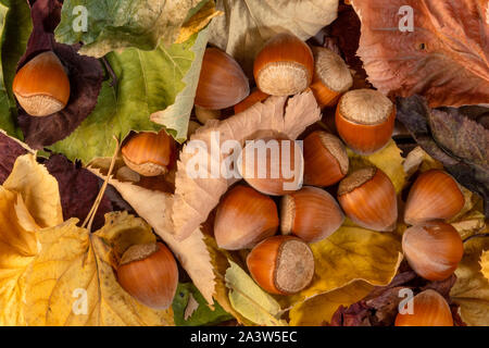 Autumn leaves and hazelnuts background Stock Photo