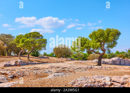 Public park on the Hill of the Nymphs in Athens on summer sunny day, Greece - Greek landscape Stock Photo