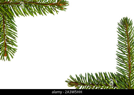 fir tree branches isolated on white background Stock Photo